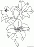 dibujo-flores-lirios-001