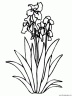 dibujo-flores-lirios-004