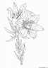dibujo-flores-lirios-013