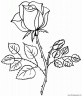 dibujo-flores-rosas-001
