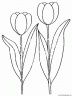 dibujo-flores-tulipanes-002