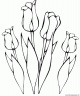 dibujo-flores-tulipanes-004