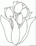 dibujo-flores-tulipanes-015