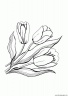 dibujo-flores-tulipanes-024