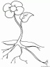 dibujo-flores-varios-039