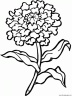 dibujo-flores-varios-042