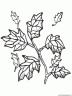 dibujo-arboles-hojas-005