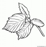 dibujo-arboles-hojas-015