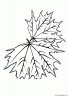 dibujo-arboles-hojas-035