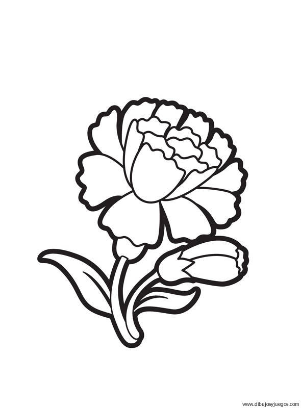 dibujo-flores-claveles-000.jpg